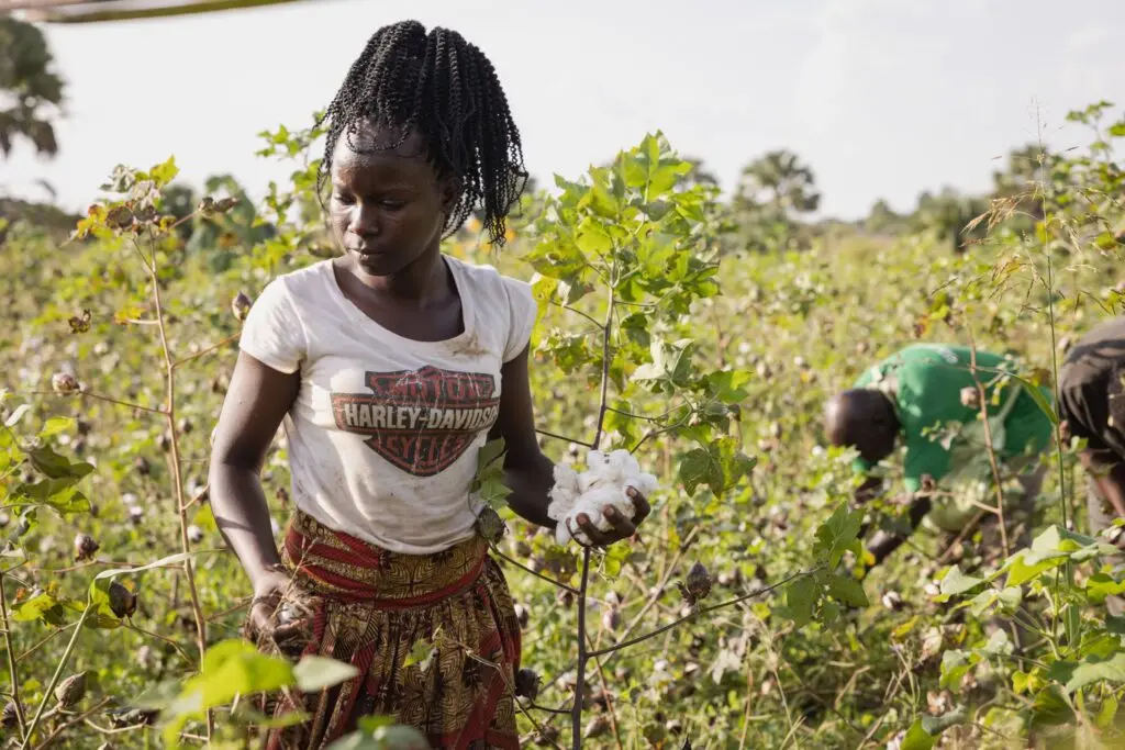 African farmers picking cotton to make into yarn for Aso Oke